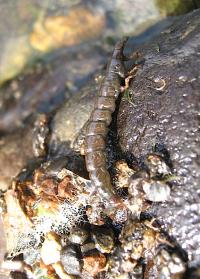 Stenopsyche Larva