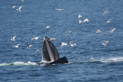 Whales Get Feeding Tips From Their Friends (2 | EurekAlert!