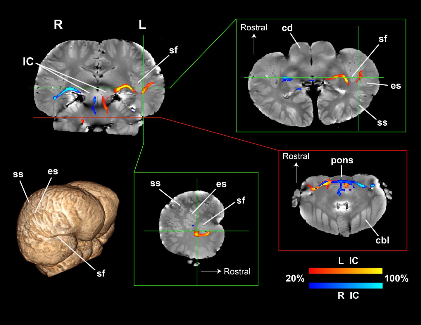 DTI Scans of Dolphin Brain