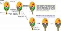 Double Fertilization and Termination of the Pollen Tube Attraction
