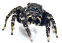 New to Science Karl Lagerfeld's Jumping Spider