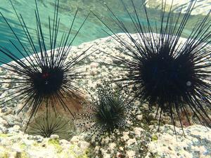 Four healthy sea urchin species on Reunion Island