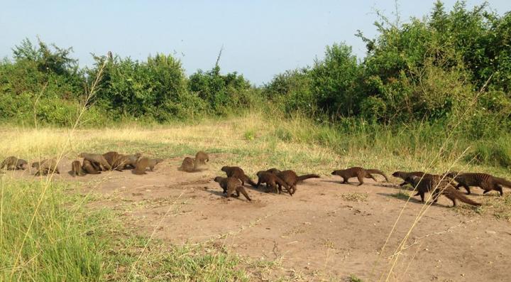 Mongoose Packs Fight