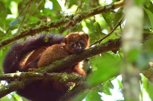 Red-bellied lemurs