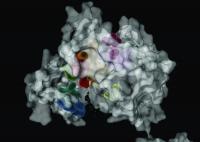 3-D Crystal Structure of the Protein Kinase Domain of Epidermal Growth Factor 