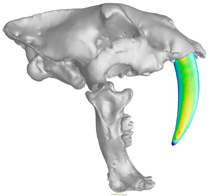 Mechanical stresses in a saber tooth