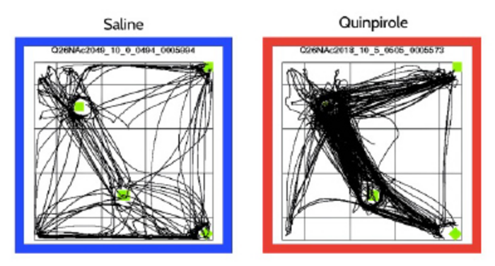Path Plot Showing Repetitive Behaviour of Rat OCD model