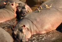 Hippos with Oxpeckers