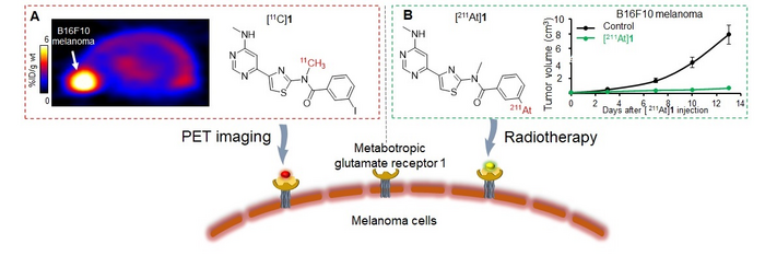 Metabotropic glutamate receptor 1(GRM1) based theranostics.