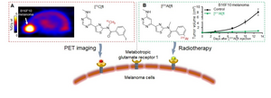 Metabotropic glutamate receptor 1(GRM1) based theranostics.