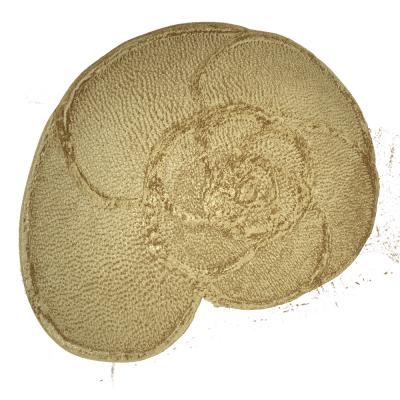 CT Reconstruction of a Foram Measured at the Diamond Light Source (1 of 2)