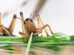 Locusta migratoria