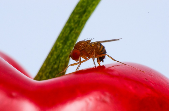 Drosophila suzukii on cherry