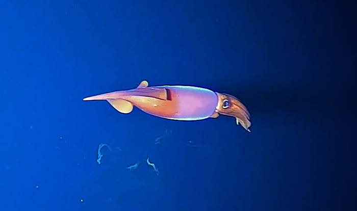 Armhook squid from fish cam movie