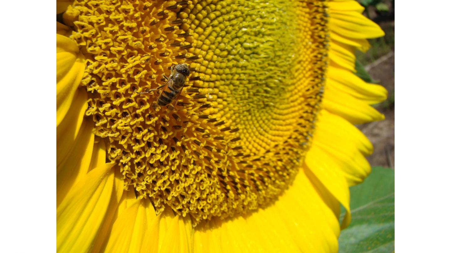 Insect pollinating sunflower.