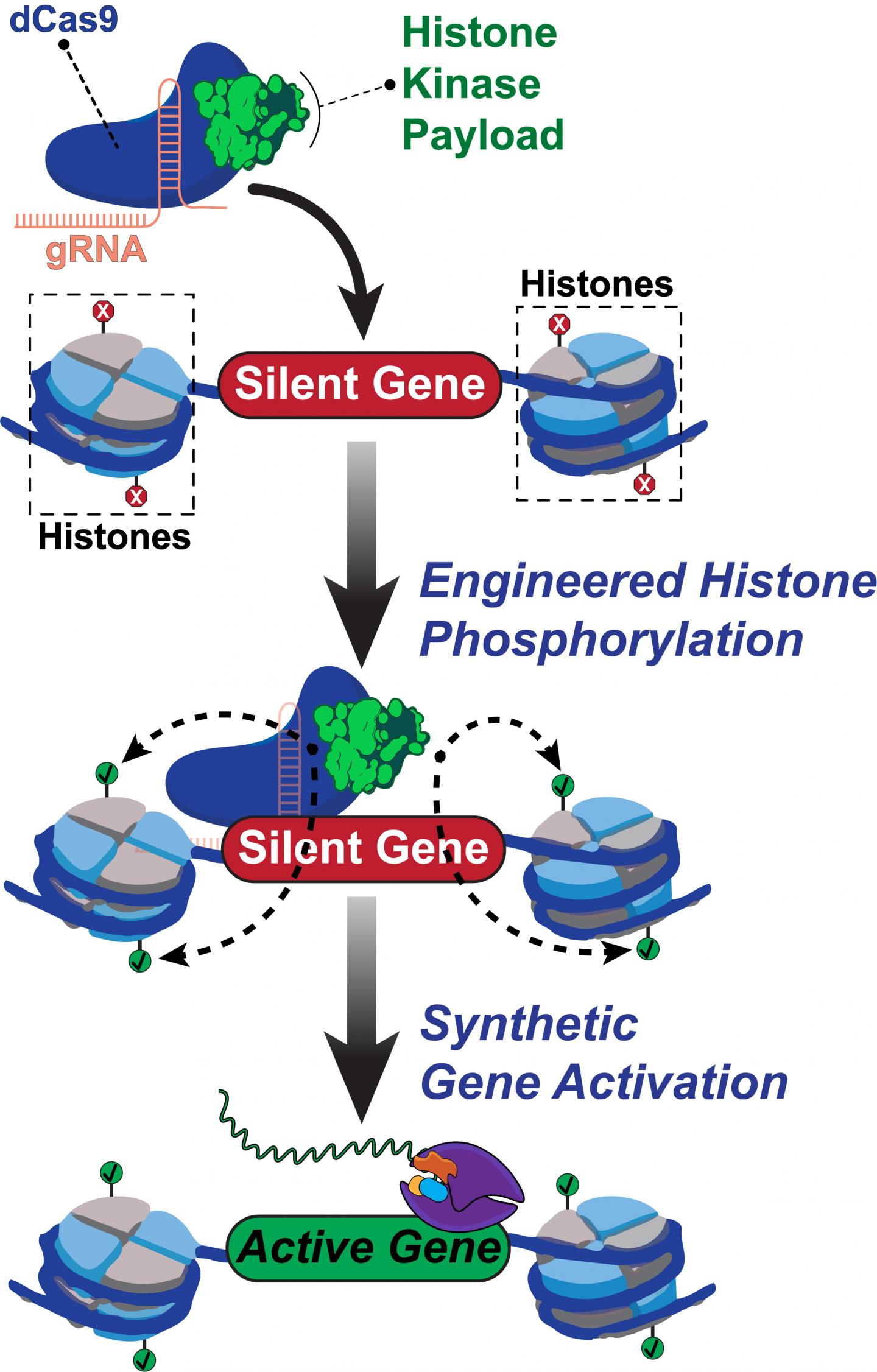 HISTONE 1