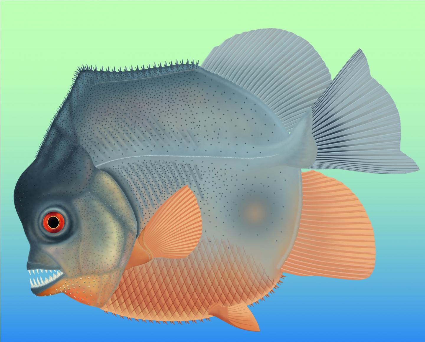 Piranha-Like Fish