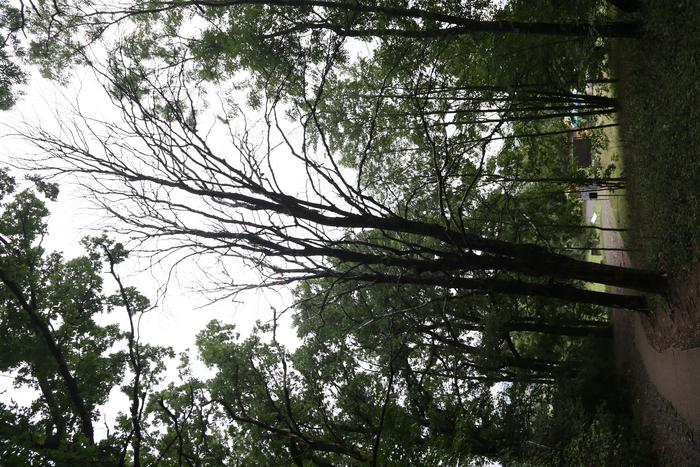 Sycamore maples destroyed by the Sooty bark disease