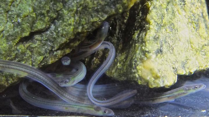 European Glass Eels