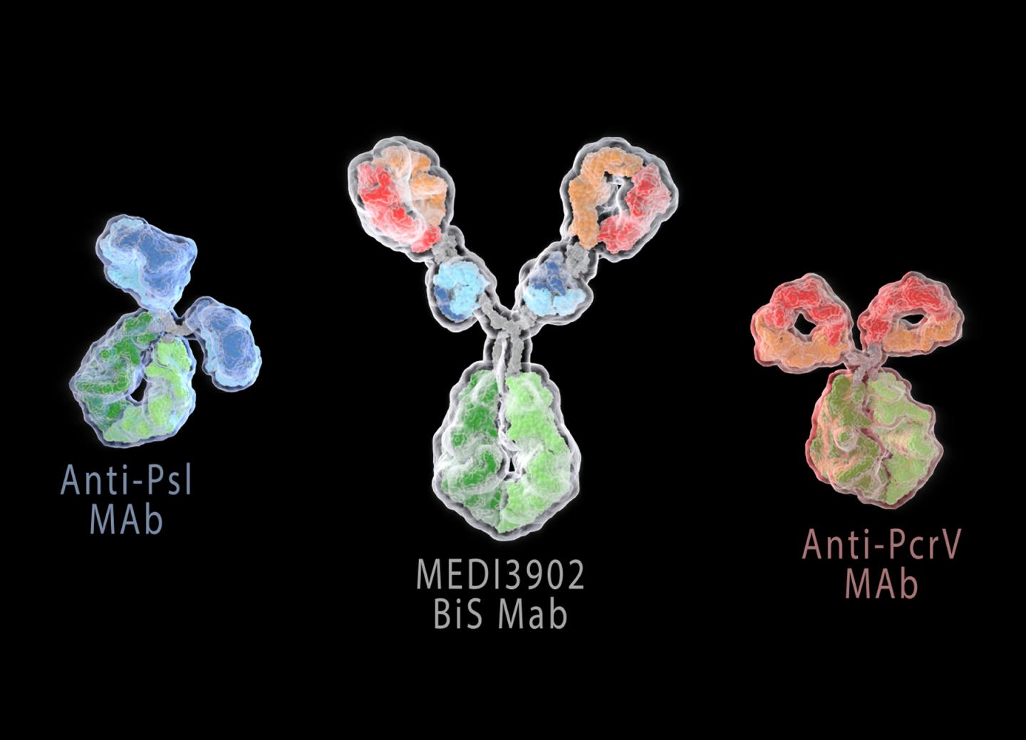 Engineered Antibodies Fight Ba [IMAGE] EurekAlert! Science News Releases