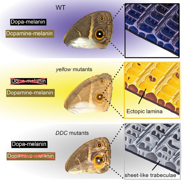 Mutations In Butterfly Pigment Genes