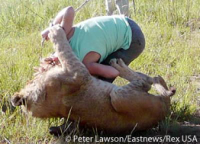 Lion Attacks Tourist