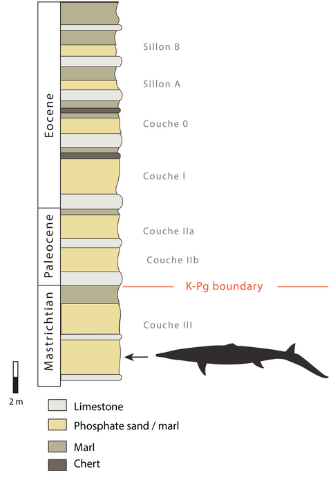 Geological setting of Stelladens mysteriosus