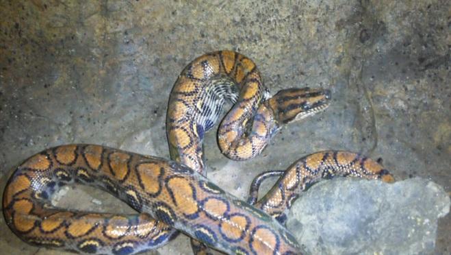 The Rainbow Boa Having Just Swallowed the Vampire Bat