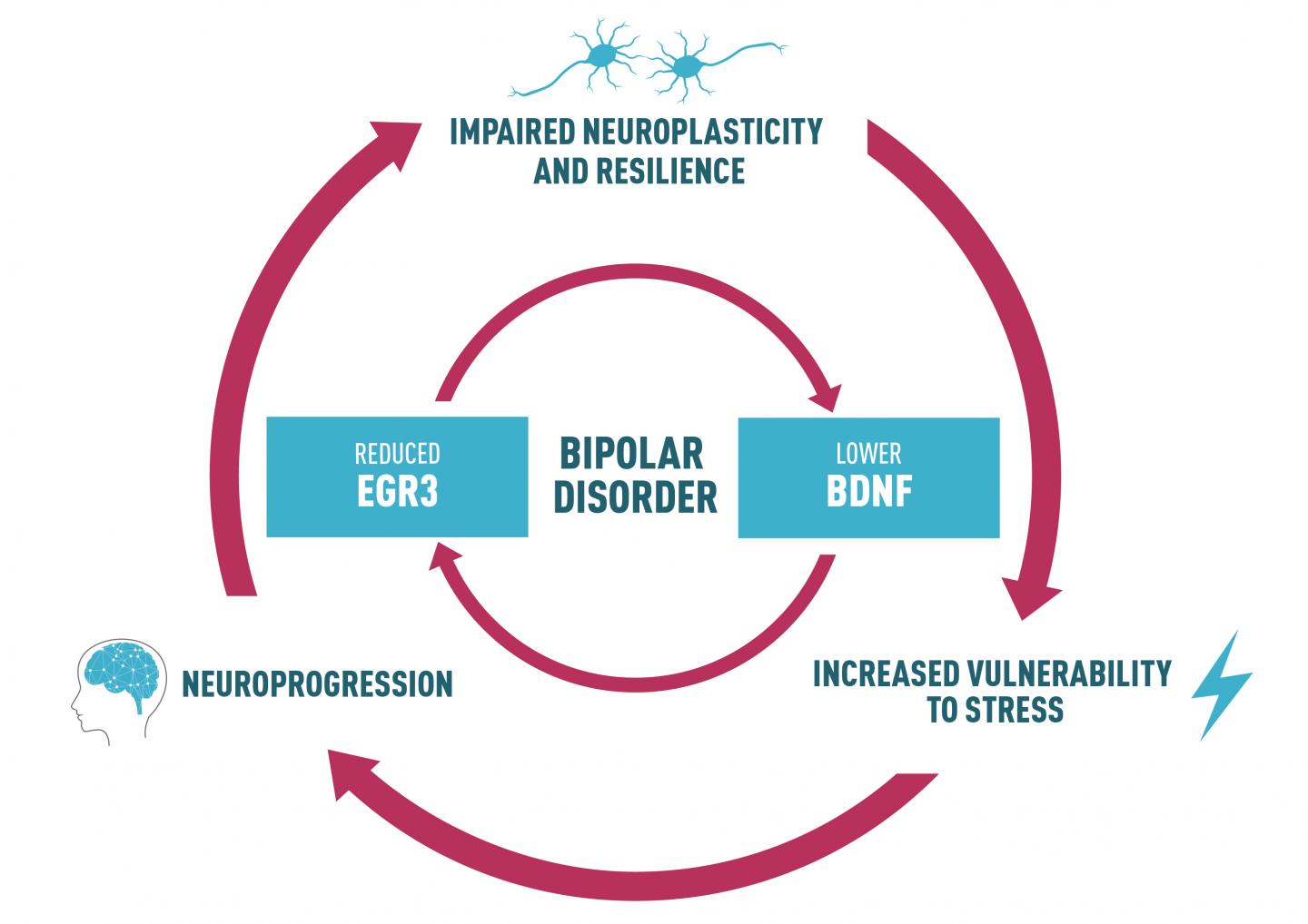 Link Between BDNF and EGR3 May Explain the Pathophysiology of Bipolar Disorder