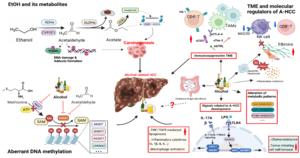 The proposed mechanisms, tumor microenvironment and regulators for A-HCC.