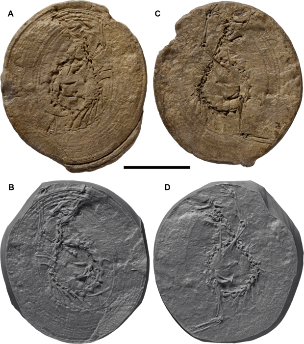 Coelurosauravus postcranium