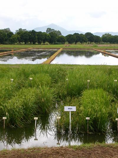 Rice Growing in the Philippines