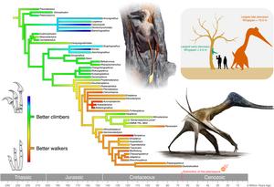 Pterosaur evolutionary tree