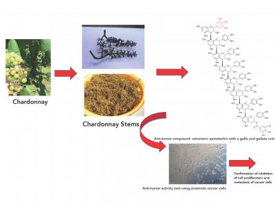 Chardonnay Stem Anti Tumor