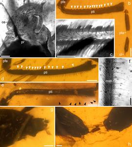 Photomicrographs of Burmogerris rarus