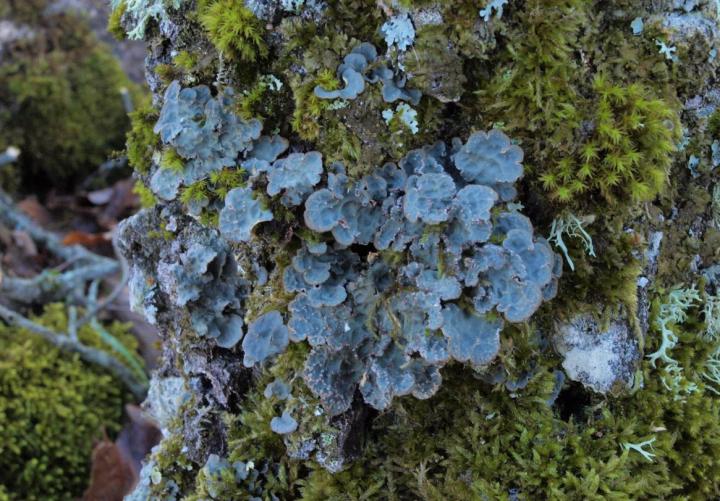 The Lichen that Changes its Reproductive Strategy According to the Climate