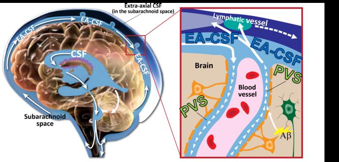 CSF Flow Diagram [IMAGE] | EurekAlert! Science News Releases