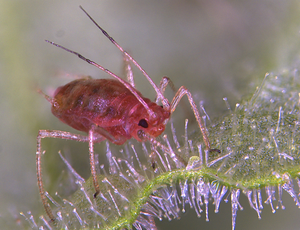 Aphid1