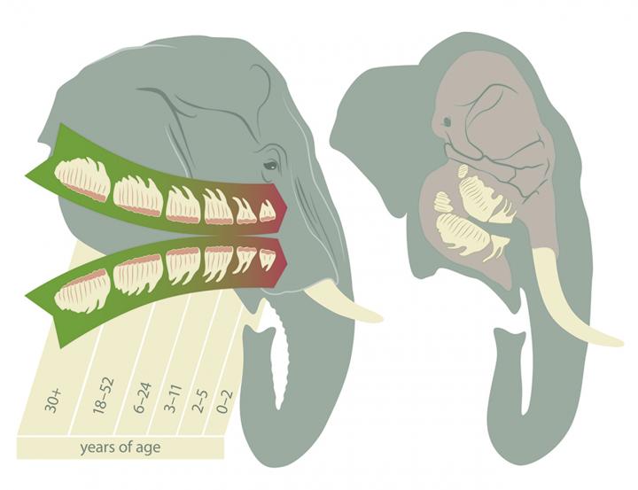 Illustration of Teeth