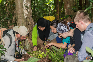 A team of citizen scientists in the Brunei forest