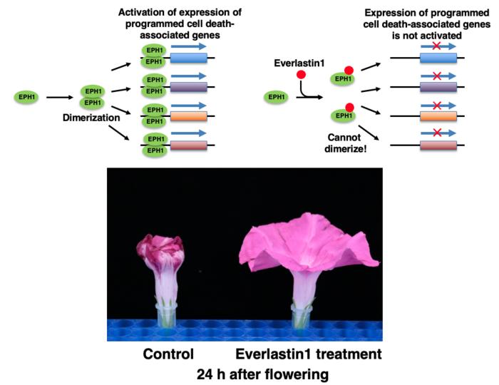 【Fig.3】Effects of Everlastin1 on longevity of flowers of Japanese morning glory