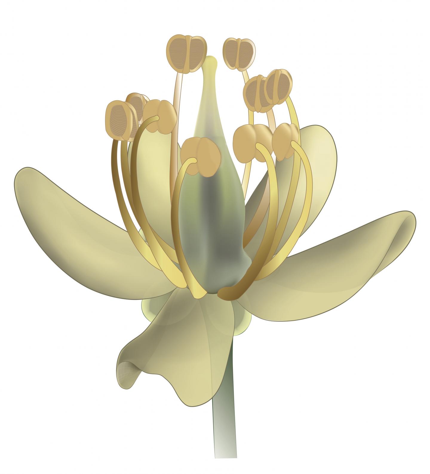 Reconstruction of <i>Lijinganthus revoluta</i>