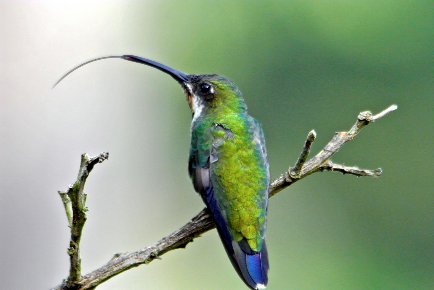 Juvenile Male Black-Throated Mango Hummingird