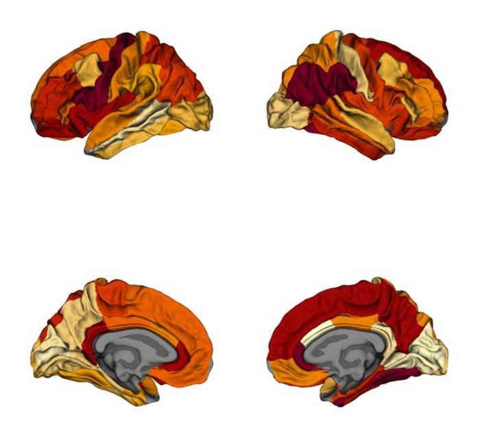 brain maps