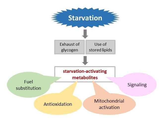 Effects of Starvation on the Body