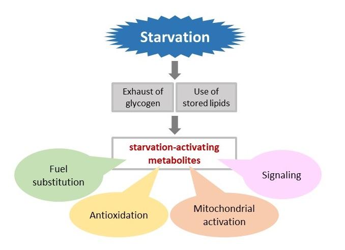 fasting-ramps-up-human-metabolism-study-show-eurekalert