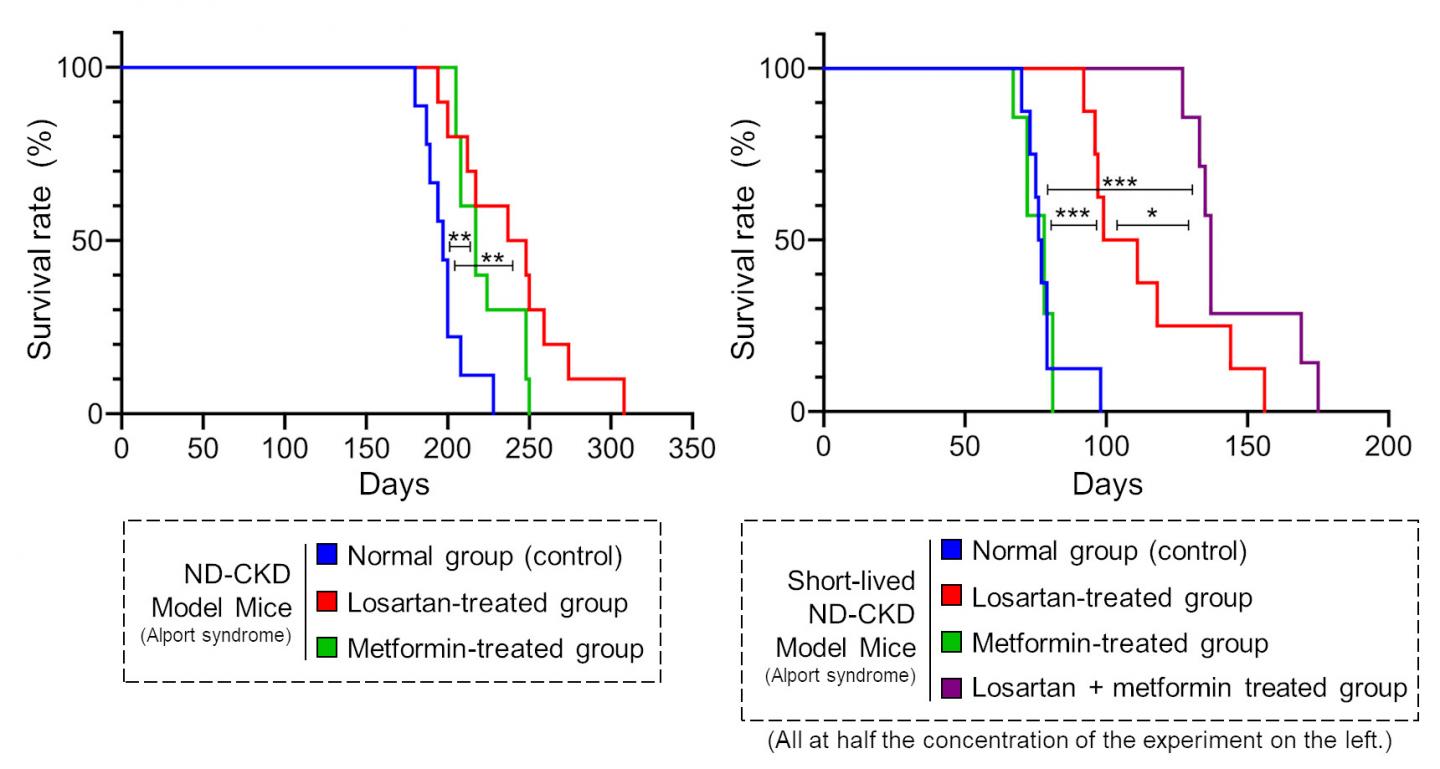 Metformin prolongs survival in a ND-CKD (Alport syndrome) mouse model, and is enhanced when combined with losartan