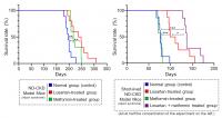 Metformin prolongs survival in a ND-CKD (Alport syndrome) mouse model, and is enhanced when combined with losartan