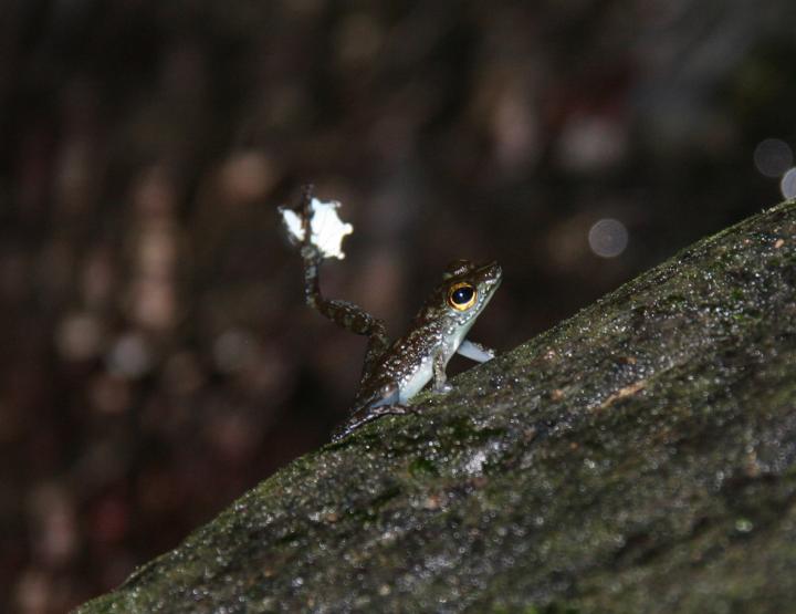 Bornean Rock Frog