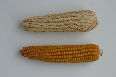 Wild Type Maize